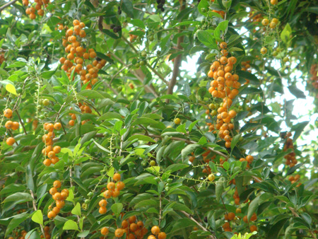 Duranta berries