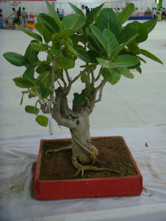 Ficus bengalensis