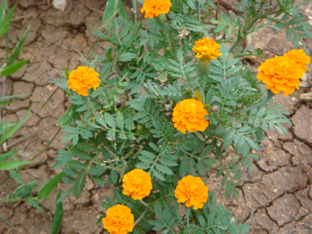 French marigold