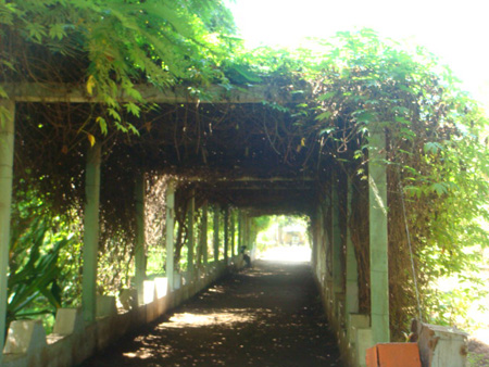 Pergola