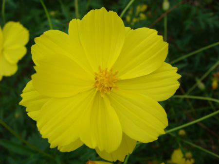 Yellow cosmos