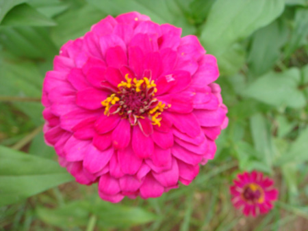 Zinnia elegans