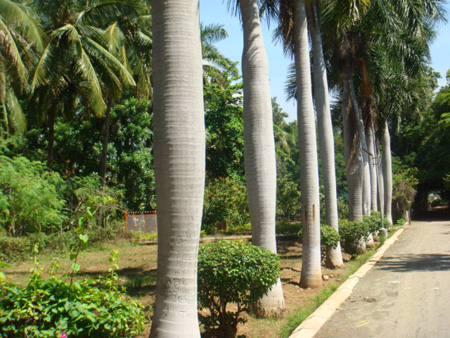 avenue planting with bottle palm and bougainvillea