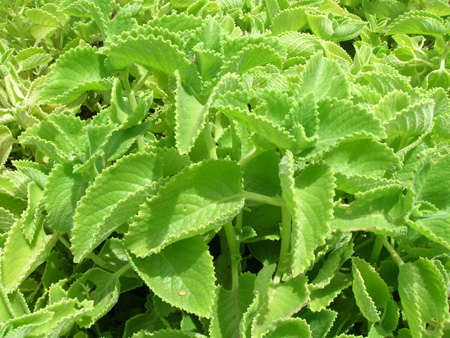 Karpoora valli (Coleus aromaticus)