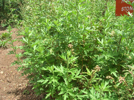 Masipathiri