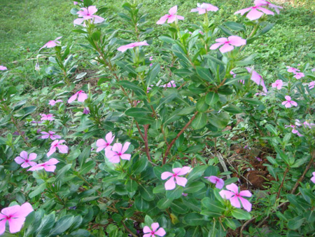 Periwinkle
