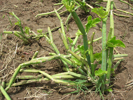 Pirandai (Cissus triangularis)