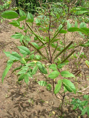 Porunthi
