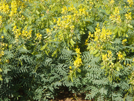 Senna I