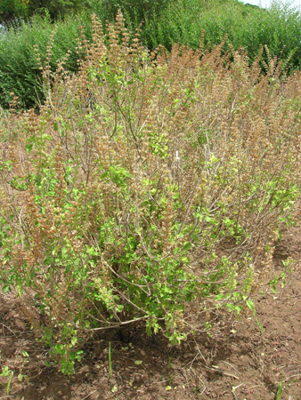 Thulasi