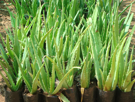 Aloe