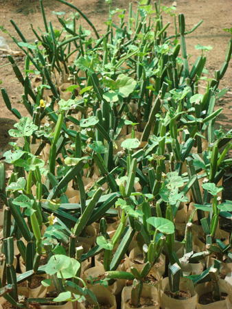 Cissus quadrangularis