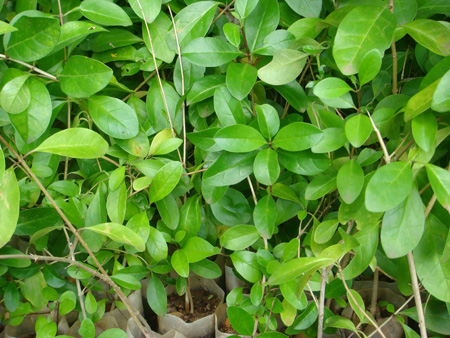 Clerodendron inerme