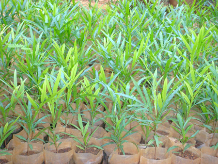 Felicium decipens