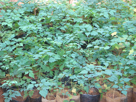 Millingtonia hortensis