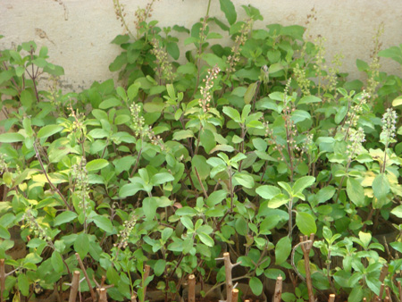 Ocimum