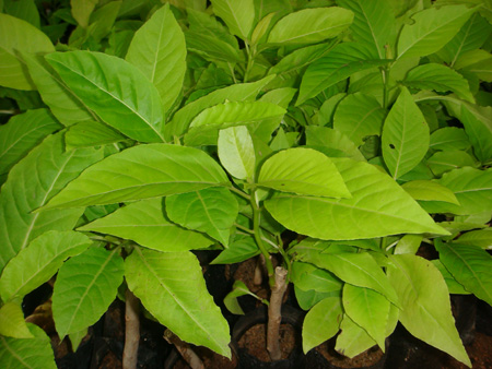 Pisonia alba