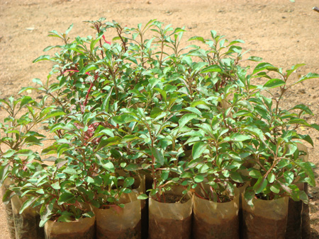 Ponnanganni