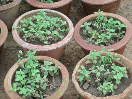 Stevia