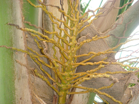 Barren coconut inflorescence