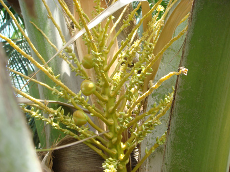 Coconut inflorescence with buttons