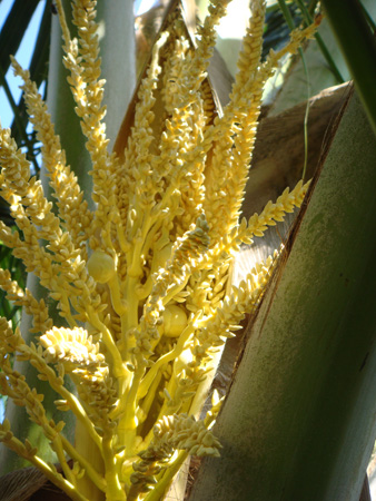 Coconut inflorescence