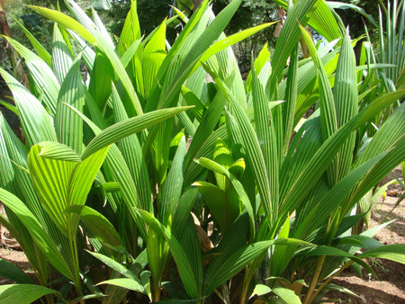 Coconut seedlings