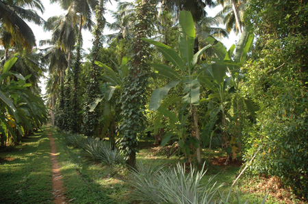 Coconut, banana, nutmeg, pepper, pineapple under multitier cropping