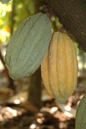 Forestero - mature & immatur fruits