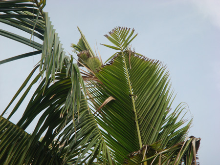 Rhinocerous beetle infestation in coconut