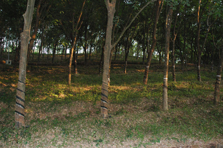 Rubber trees under tapping