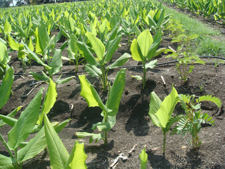 Agathi as border crop for turmeric