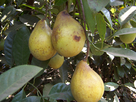 Nutmeg -  developed fruits