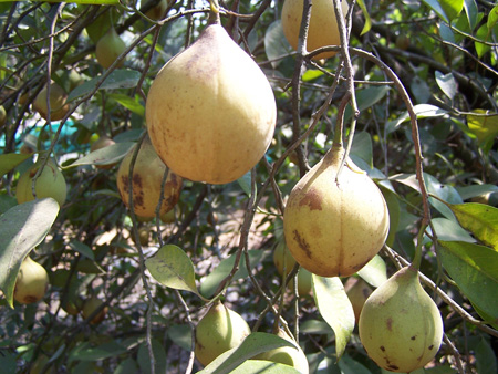 Nutmeg - different stages of fruit maturity