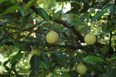 Nutmeg fruits