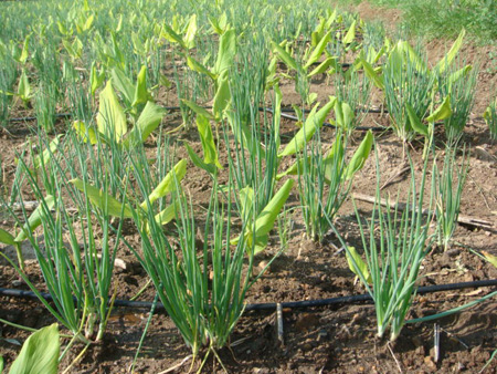 Onion intercropped with turmeric