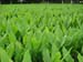 Turmeric field view