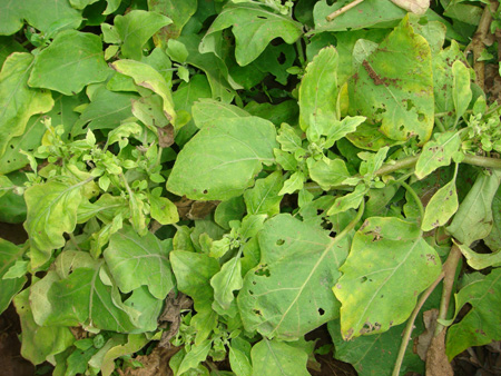 Phyllody in brinjal