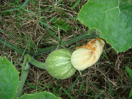 Pumpkin fruit development