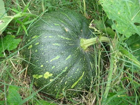 Pumpkin fruit