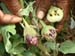 Brinjal fruit borer