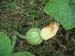 Pumpkin fruit development