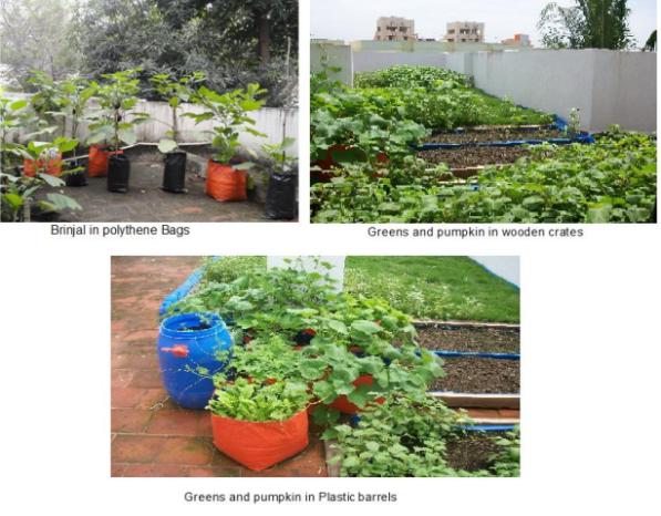 https://agritech.tnau.ac.in/horticulture/images/abrinjal.jpg