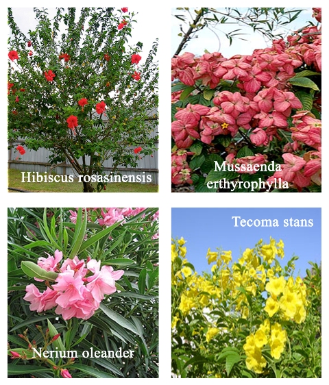 Rôzne druhy záhradných rastlín v Indii