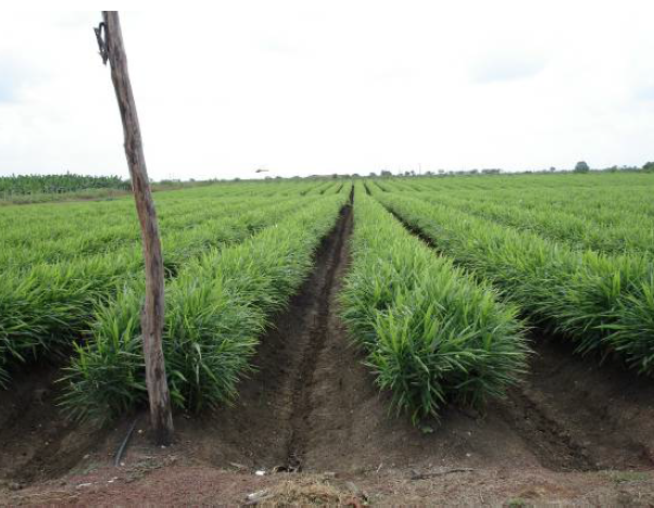 Horticulture Spice Crops Ginger