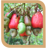 Cashew farming clearance