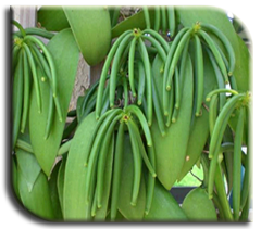 File:Vanilla plantation in wood dsc00190.jpg - Wikipedia