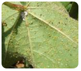 cotton aphid