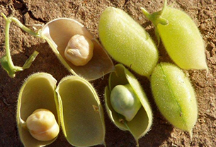 Seed :: Pulses ::Bengal gram