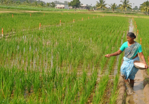 Seed :: Cereals & Millets :: Rice ( Hybrids )